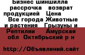 Бизнес шиншилла, рассрочка - возврат продукцией › Цена ­ 4 500 - Все города Животные и растения » Грызуны и Рептилии   . Амурская обл.,Октябрьский р-н